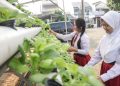 Urban Farming di sekolah di jakarta