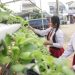 Urban Farming di sekolah di jakarta